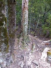 Pseudopanax linearis