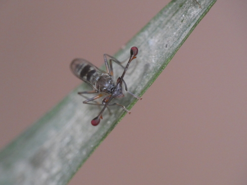 Diasemopsis aethiopica