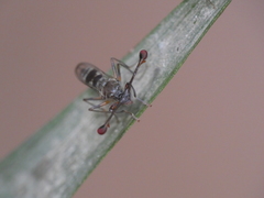 Diasemopsis aethiopica