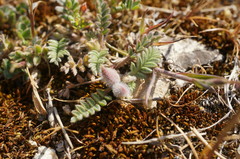 Astragalus sinaicus