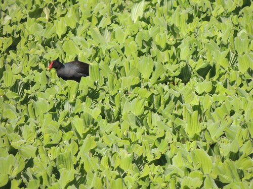 Galinha-d'água observed by paulonogueira1