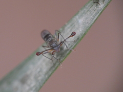 Diasemopsis aethiopica