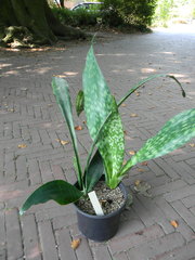 Sansevieria aubrytiana