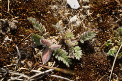 Astragalus sinaicus