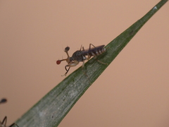 Diasemopsis aethiopica