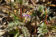 Astragalus sinaicus