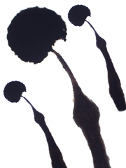 Clastoderma debaryanum