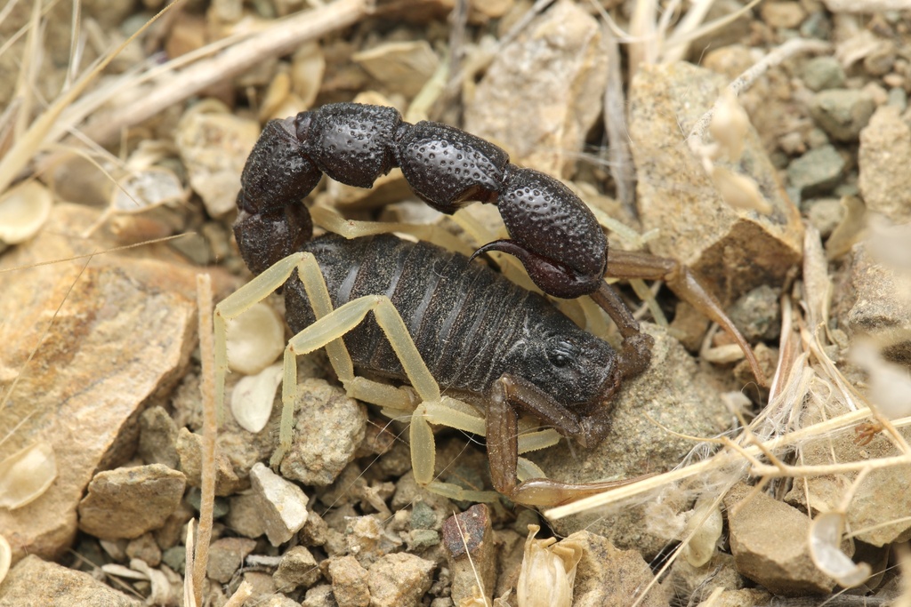 Orthochirus carinatus