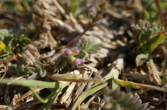 Astragalus sinaicus