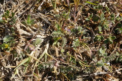 Astragalus sinaicus