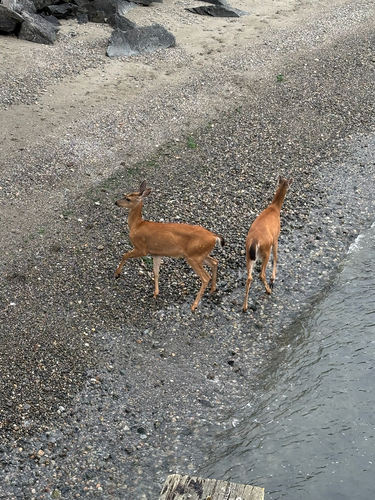 Mule Deer observed by asunfish