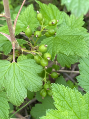 Ribes hudsonianum, photograph (c) Donald Hampton, some rights reserved (CC BY-SA)