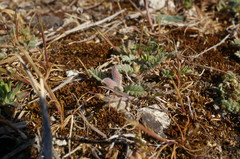 Astragalus sinaicus