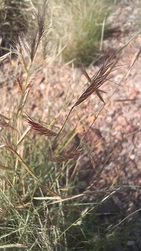 Red Grama