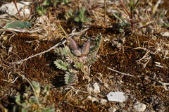 Astragalus sinaicus