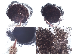 Clastoderma debaryanum