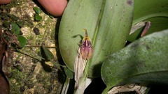 Restrepia muscifera