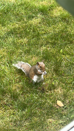Eastern Gray Squirrel observed by polina_startsev
