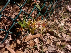 Angiospermae