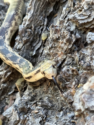iNaturalist observation photo of Great Basin Gopher Snake
