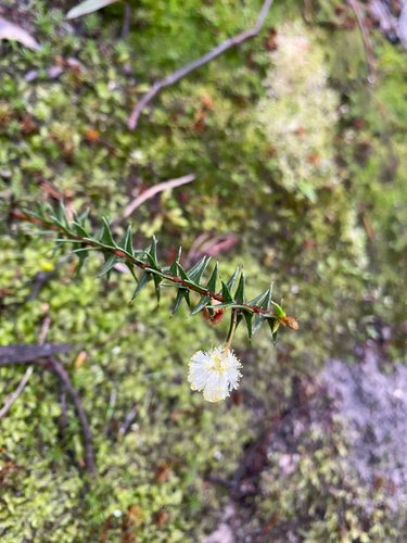 Acacia gunnii, photograph 5