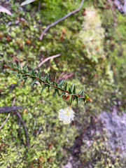 (c) krumpianking, some rights reserved (CC BY) Acacia gunnii, photograph (c) krumpianking, some rights reserved (CC BY)