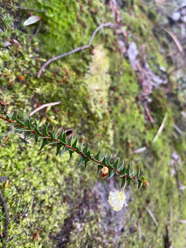 Acacia gunnii, photograph 6
