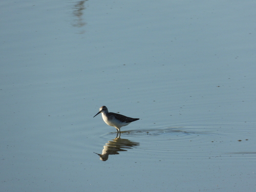 iNaturalist image