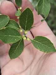 Forestiera reticulata