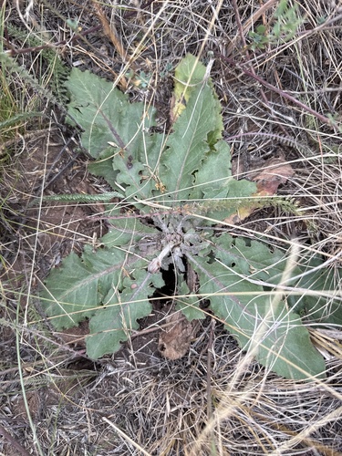 Taraxacum serotinum, photograph 5