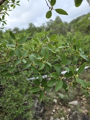 Forestiera reticulata, photograph (c) Jo Roberts, some rights reserved (CC BY)