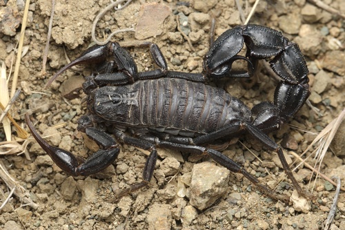 Androctonus caspius