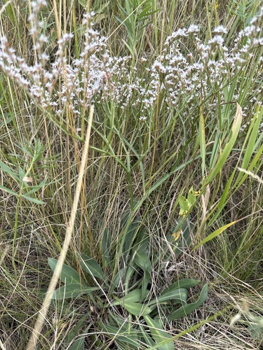 Goniolimon tataricum