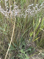 Goniolimon tataricum