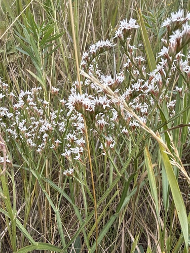 Goniolimon tataricum, photograph 2