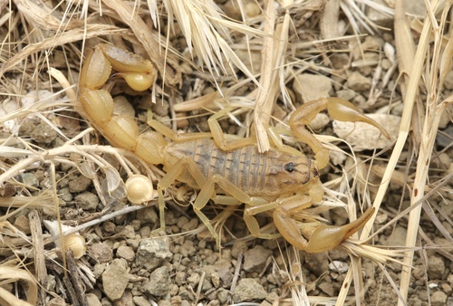 Mesobuthus farleyi