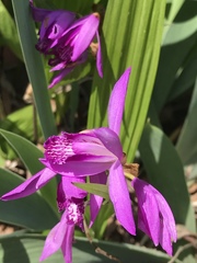 Bletilla striata