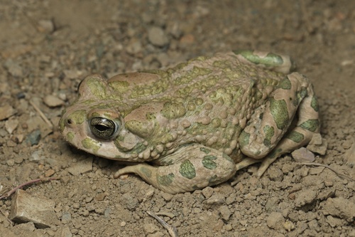 Variable Toad