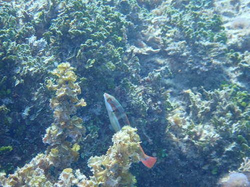Coris caudimacula observed 2026-07-18