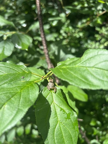 Spring Peeper observed by shainebauer