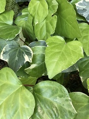 Hedera helix