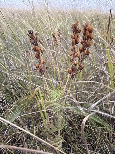 Veronica austriaca, photograph 2
