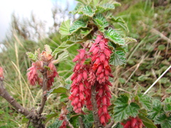 Ribes andicola