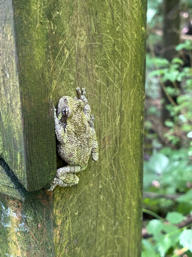 Cope's Gray Tree Frog observed by varanus997
