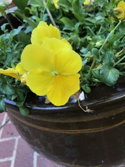 Viola × wittrockiana