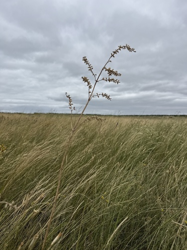 Salvia nutans, photograph 3