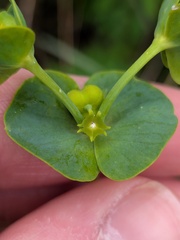 (c) Michael, Antoni and Nihat Hinczewski, some rights reserved (CC BY) Euphorbia azorica, photograph (c) Michael, Antoni and Nihat Hinczewski, some rights reserved (CC BY)