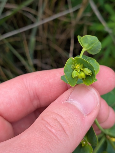 Euphorbia azorica, photograph 5