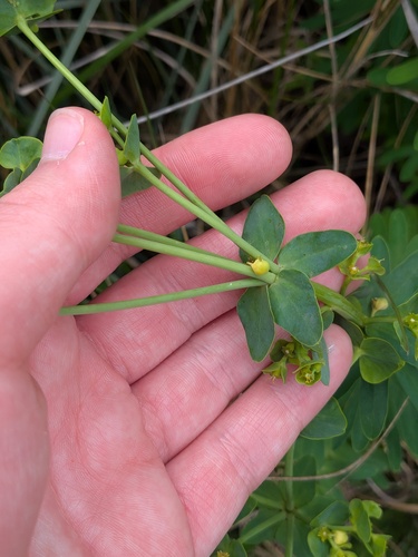 Euphorbia azorica, photograph 6