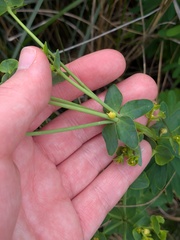 Euphorbia azorica, photograph (c) Michael, Antoni and Nihat Hinczewski, some rights reserved (CC BY)